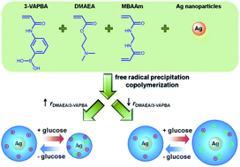 Graphical abstract: Tailoring the glucose-responsive volume phase transition behaviour of Ag@poly(phenylboronic acid) hybrid microgels: from monotonous swelling to monotonous shrinking upon adding glucose at physiological pH