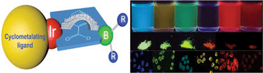 Graphical abstract: Heteronuclear phosphorescent iridium(iii) complexes with tunable photophysical and excited-state properties by chelating BF2 moiety for application in bioimaging