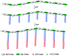 Graphical abstract: Synthesis and characterization of graft copolymers poly(ethylene oxide)-g-[poly(ethylene oxide)-b-poly(ε-caprolactone)] with double crystallizable side chains