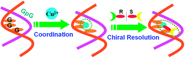 Graphical abstract: Enantioselective separation of chiral ofloxacin using functional Cu(ii)-coordinated G-rich oligonucleotides
