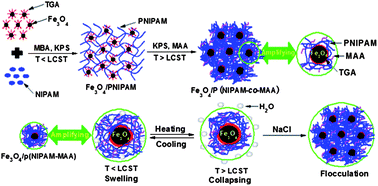 Graphical abstract: Retracted Article: Temperature-regulated polymerization and swelling/collapsing/flocculation properties of hybrid nanospheres with magnetic cores and thermo/pH-sensitive nanogel shells