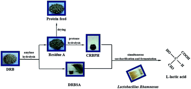 Graphical abstract: Fermentative l-(+)-lactic acid production from defatted rice bran