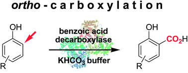 Graphical abstract: Regioselective ortho-carboxylation of phenols catalyzed by benzoic acid decarboxylases: a biocatalytic equivalent to the Kolbe–Schmitt reaction