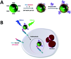 Graphical abstract: Lanthanide-doped nanoparticles for specific recognition of toll-like receptor (TLR) in human neutrophils