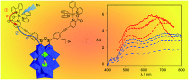 Graphical abstract: Long lived charge separation in iridium(iii)-photosensitized polyoxometalates: synthesis, photophysical and computational studies of organometallic–redox tunable oxide assemblies