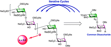 Graphical abstract: Efficient chemical synthesis of heparin-like octa-, deca- and dodecasaccharides and inhibition of FGF2- and VEGF165-mediated endothelial cell functions
