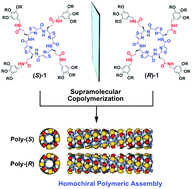 Graphical abstract: Homochiral supramolecular polymerization of bowl-shaped chiral macrocycles in solution