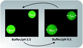 Graphical abstract: The influence of pH and ionic strength on the swelling of dense protein particles