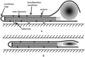 Graphical abstract: Cell motion mediated by friction forces: understanding the major principles