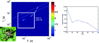 Graphical abstract: Inverse temperature transition of elastin like motifs in major ampullate dragline silk: MD simulations of short peptides and NMR studies of water dynamics