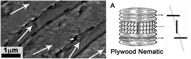 Graphical abstract: Achievement of cornea-like organizations in dense collagen I solutions: clues to the physico-chemistry of cornea morphogenesis