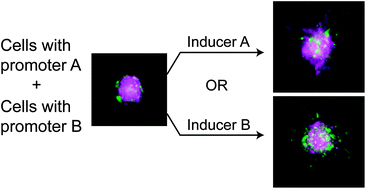 Graphical abstract: Three-dimensional patterning of multiple cell populations through orthogonal genetic control of cell motility