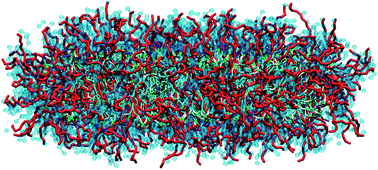 Graphical abstract: Probing the structure of PEGylated-lipid assemblies by coarse-grained molecular dynamics