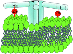 Graphical abstract: Dermcidin, an anionic antimicrobial peptide: influence of lipid charge, pH and Zn2+ on its interaction with a biomimetic membrane