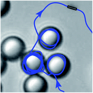 Graphical abstract: Hydrodynamic capture of microswimmers into sphere-bound orbits