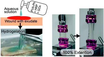 Graphical abstract: Polyvinyl alcohol-based hydrogel dressing gellable on-wound via a co-enzymatic reaction triggered by glucose in the wound exudate