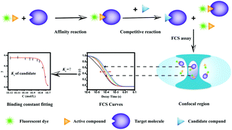 Graphical abstract: A sensitive and microscale method for drug screening combining affinity probes and single molecule fluorescence correlation spectroscopy