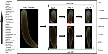 Graphical abstract: A quantitative metabolomics peek into planarian regeneration