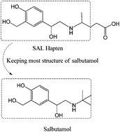 Graphical abstract: Structure-specific hapten design for the screening of highly sensitive and specific monoclonal antibody to salbutamol
