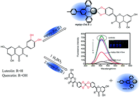 Graphical abstract: Selective recognition of luteolin and quercetin based on the specific interaction of ortho-dihydroxy substituents with a zinc(ii) complex
