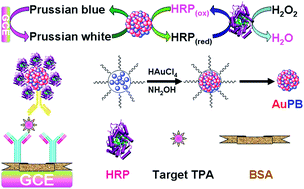 Graphical abstract: Biofunctional nanogold microsphere doped with Prussian blue nanoparticles for sensitive electrochemical immunoassay of cancer marker