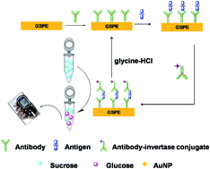 Graphical abstract: A reusable and portable immunosensor using personal glucose meter as transducer