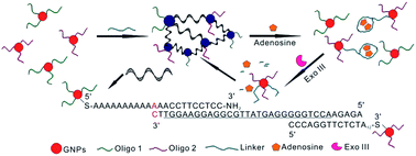 Graphical abstract: Exonuclease III assisted aptasensor for adenosine detection with gold nanoparticle probes