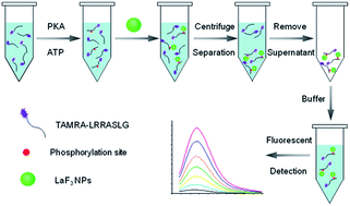 Graphical abstract: LaF3 nanoparticle-assisted sensitive detection of protein kinase activity