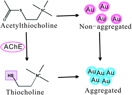 Graphical abstract: Ultrasensitive detection based on gold nanoparticles for the platelet-associated tissue factor in patients with thrombotic diseases