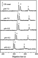 Graphical abstract: Determination of alkaloids in Rhizoma coptidis by capillary electrophoresis with acidic potassium permanganate chemiluminescene detection