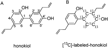 Graphical abstract: 13C stable isotope labeling followed by ultra-high performance liquid chromatography/quadrupole time-of-flight tandem mass spectrometry (UHPLC/Q-TOF MS) was applied to identify the metabolites of honokiol in rat small intestines
