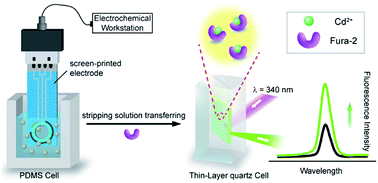 Graphical abstract: A hybrid method combining an electrochemical technique and fluorescence measurement for the highly selective and sensitive detection of Cd2+