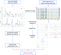 Graphical abstract: Study on the chemical markers of Caulis Lonicerae japonicae for quality control by HPLC-QTOF/MS/MS and chromatographic fingerprints combined with chemometrics methods