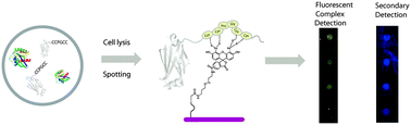 Graphical abstract: Site-specific, reversible and fluorescent immobilization of proteins on CrAsH-modified surfaces for microarray analytics