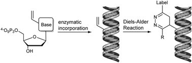 Graphical abstract: Efficient labelling of enzymatically synthesized vinyl-modified DNA by an inverse-electron-demand Diels–Alder reaction