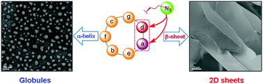 Graphical abstract: Effects of incorporation of azido moieties into the hydrophobic core of coiled coil peptides