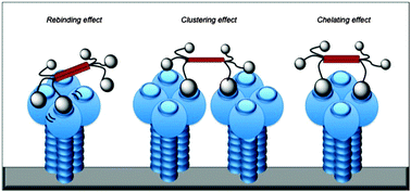 Graphical abstract: Designing nanomolar antagonists of DC-SIGN-mediated HIV infection: ligand presentation using molecular rods