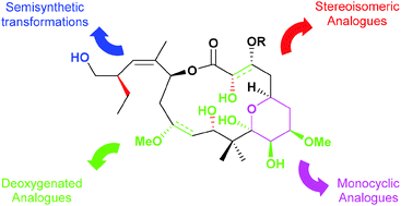 Graphical abstract: Synthetic, semisynthetic and natural analogues of peloruside A