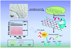 Graphical abstract: Anchoring AgBr nanoparticles on nitrogen-doped graphene for enhancement of electrochemiluminescence and radical stability