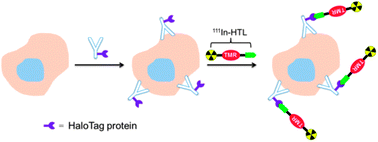 Graphical abstract: Development of an enzymatic pretargeting strategy for dual-modality imaging