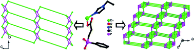 Graphical abstract: Two polymorphs of zinc(ii) coordination polymers constructed from 2-carboxyethyl(phenyl)phosphinate and 1,4-bis(1H-imidazol-1-yl)butane ligands