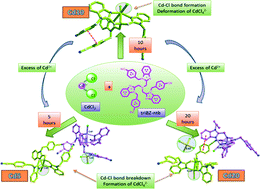 Graphical abstract: Time controlled structural/packing transformation and tunable luminescence of Cd(ii)-chloride-triBZ-ntb coordination assemblies: an experimental and theoretical exploration