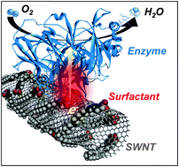 Graphical abstract: Surfactant-assisted direct electron transfer between multi-copper oxidases and carbon nanotube-based porous electrodes