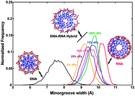 Graphical abstract: DNA–RNA hybrid duplexes with decreasing pyrimidine content in the DNA strand provide structural snapshots for the A- to B-form conformational transition of nucleic acids