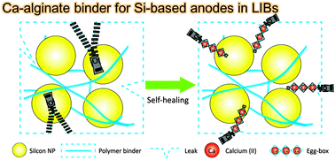 Graphical abstract: Improvement of desolvation and resilience of alginate binders for Si-based anodes in a lithium ion battery by calcium-mediated cross-linking