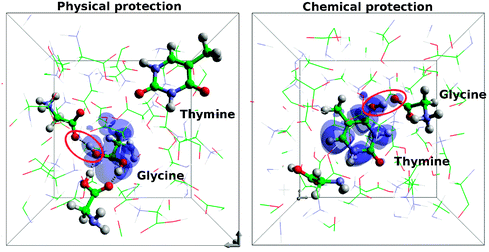 Graphical abstract: Protection of DNA against low-energy electrons by amino acids: a first-principles molecular dynamics study