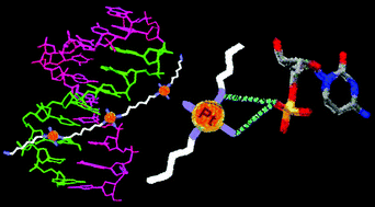 Graphical abstract: Solution studies on DNA interactions of substitution-inert platinum complexes mediated via the phosphate clamp