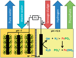 Graphical abstract: Microbial electrolysis cell accelerates phosphate remobilisation from iron phosphate contained in sewage sludge