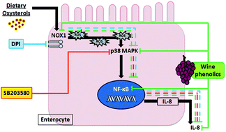 Graphical abstract: The role of p38 MAPK in the induction of intestinal inflammation by dietary oxysterols: modulation by wine phenolics