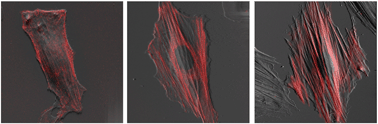 Graphical abstract: Selective regulation of cytoskeletal tension and cell–matrix adhesion by RhoA and Src